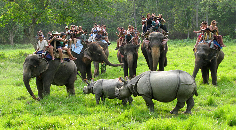 Opulent Jungle Safari in Chitwan